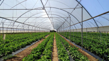 Фотография к новости: Биыл елімізде жылыжай саны 10%-ға өсті