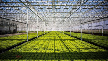 Фотография к новости: Түркістан облысында құны 42 млрд теңге  өнеркәсіптік жылыжай кешені іске қосылады