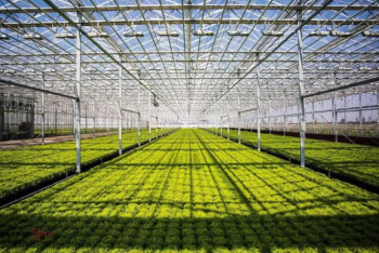 Фотография к новости: Түркістан облысында құны 42 млрд теңге  өнеркәсіптік жылыжай кешені іске қосылады