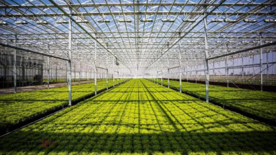 Түркістан облысында құны 42 млрд теңге  өнеркәсіптік жылыжай кешені іске қосылады