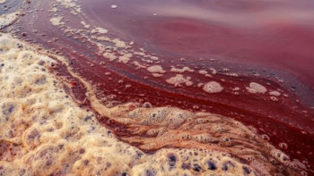 Фотография к новости: Қызғылт-қызыл арық: Экологияға зиянын тигізген кәсіпорынға айыппұл салынды