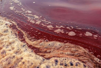 Фотография к новости: Қызғылт-қызыл арық: Экологияға зиянын тигізген кәсіпорынға айыппұл салынды