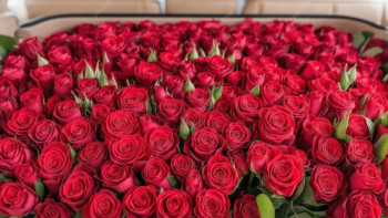 Фотография к новости: "Қауіпті роза": Қазақстанда Эквадордан әкелінген гүлдерден зиянкестер табылды