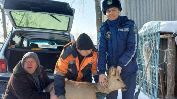 Фотография к новости: Семейде үй ауласынан сібір елігі табылды
