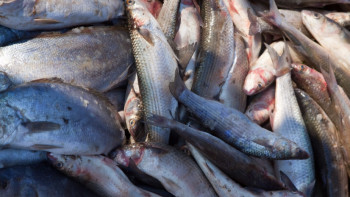 Фотография к новости: Қазақстанда балық өнімдерін өндіру көлемі артты