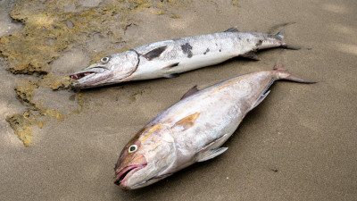 Бадам өзенінде 900 келі балық қырылды