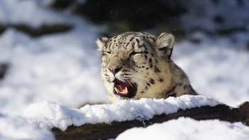 Фотография к новости: Қатон-Қарағай ұлттық паркінде үш күшігімен бірге қар барысы бейнежазбаға түсіп қалды