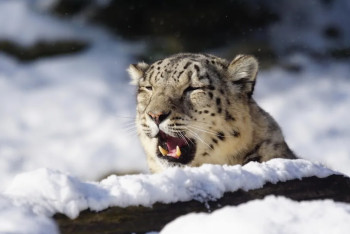 Фотография к новости: Қатон-Қарағай ұлттық паркінде үш күшігімен бірге қар барысы бейнежазбаға түсіп қалды