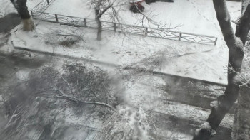 Фотография к новости: Шымкентте құлаған ағаш бұтағы 10 жасар баланы басып қалды