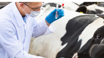 Фотография к новости: Карантин: Атырау облысында ірі қара арасында қауіпті жұқпалы ауру тарады