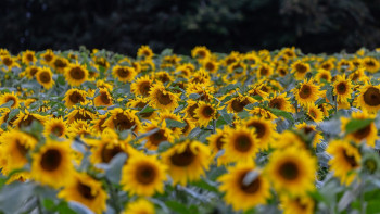 Фотография к новости: Күнбағыс майы бағасы 2026 жылдың соңына дейін өспейді