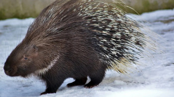 Фотография к новости: "Іле Алатауы" ұлттық паркінде фототұзаққа сирек кездесетін үнді кірпілері түсіп қалды