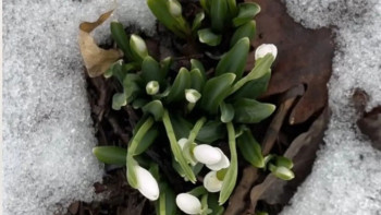 Фотография к новости: Алматыда бәйшешек гүлдеді