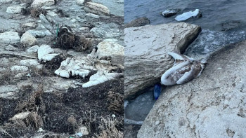 Фотография к новости: Маңғыстаудағы аққулардың өлімі: Теңіз суынан ластаушы заттар табылмады