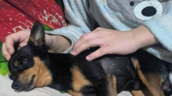 Фотография к новости: 14 жастағы қыз итін қорғаймын деп соққыға жығылды: Әйелге қылмыстық іс қозғалды