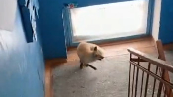 Фотография к новости: Қостанай облысында тұрғын үй подъезіне түлкі кіріп кеткен