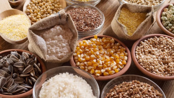 Фотография к новости: Отандық тұқым шаруашылығына былтыр 1 триллион теңге бөлінді: Нәтиже қандай?