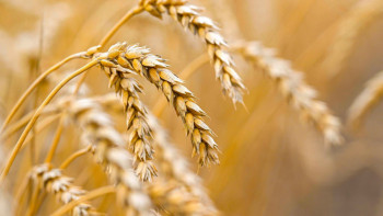 Фотография к новости: 2026 жылғы егіс құрылымы: Бидай 125 мың гектарға қысқарады