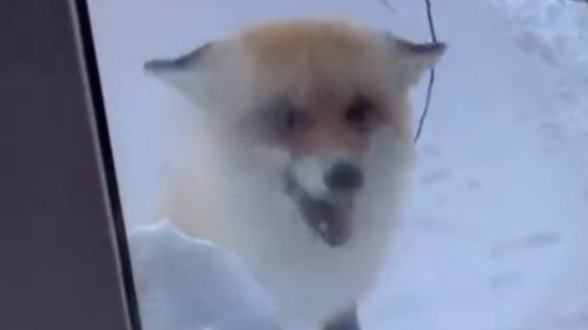  видеодан скриншот