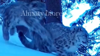 Фотография к новости: Алматы қорығында ойнап жүрген аландар фототұзаққа түсіп қалды