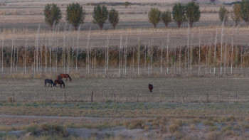 Фотография к новости: ШҚО-да 120 мың гектар жер мемлекетке қайтарылды