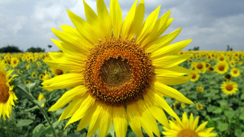 Фотография к новости: Қазақстанның май өнімдері Қытайға көптеп жөнелтіле бастады