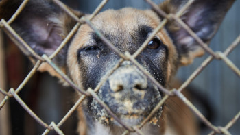 Фотография к новости: Өскеменде қаңғыбас иттер балалар қауіпсіздігіне қауіп төндіріп тұр