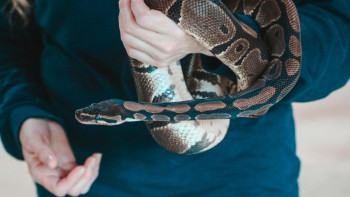 Фотография к новости: Пәтерінде алып питон ұстаған атыраулық әйел жауапқа тартылды