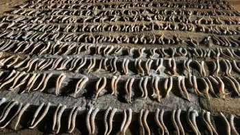 Фотография к новости: Қазақстан киік мүйіздерін сатып, пайда таппақ