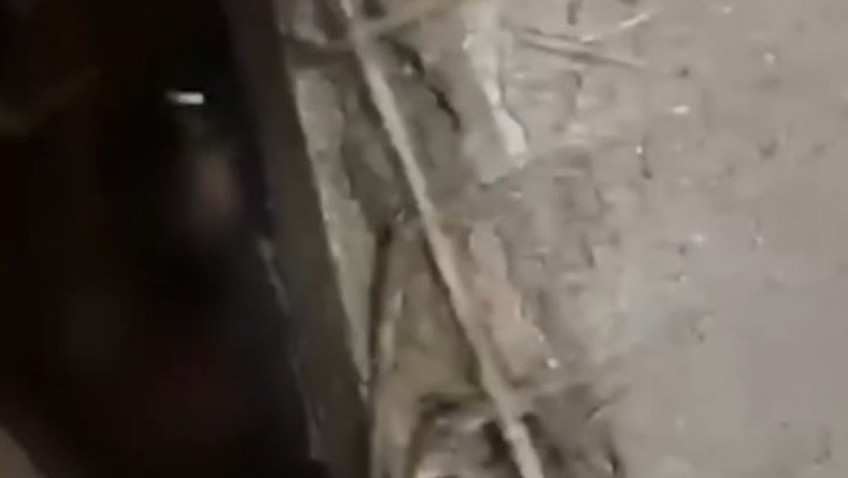  видеодан скриншот