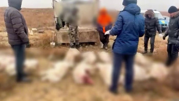 Фотография к новости: Ақтөбе облысында 14 киікті атқан браконьерлер ұсталды