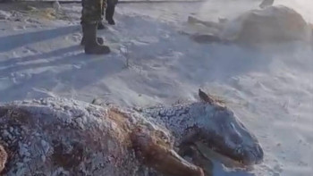 Фотография к новости: Ақмолада пойыз үйір жылқыны қағып кетті: 11 мал қырылды