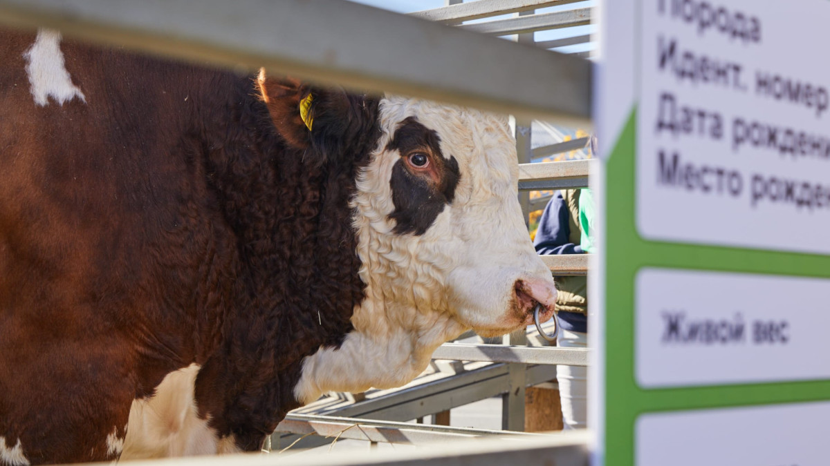  ©BAQ.KZ архиві/Ғазиз Шәкіров