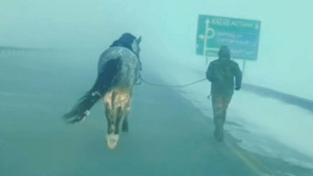 Фотография к новости: Боранда жылқыны құтқару үшін үш шақырым жүгіріп өткен құтқарушының әрекеті елді сүйсінтті