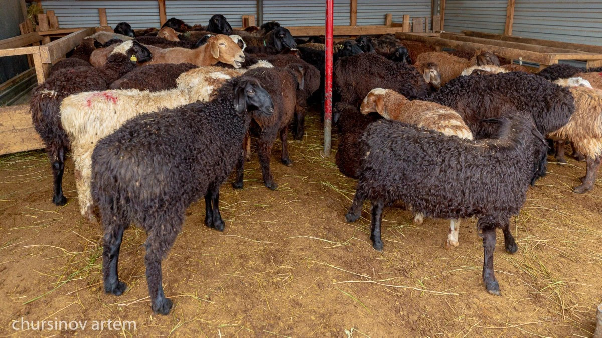  ©BAQ.KZ архиві/ Арман Мухатов