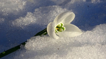 Фотография к новости: +17°С-қа дейін жылынады: алдағы үш күнде ауа райы күрт өзгереді