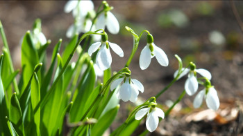 Фотография к новости: Наурыздың жылы лебі: Қазақстанның қай өңірінде бүгін +20°С болады?