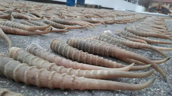 Фотография к новости: Елімізде киік мүйізін таңбалау құны бекітілді