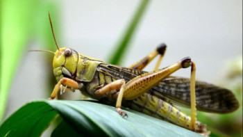 Фотография к новости: Қазақстан мен Ресей шегірткеге қарсы бірлескен жоспар әзірлейді