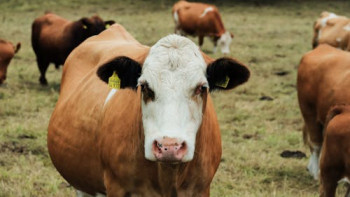 Фотография к новости: Қазақстанда асыл тұқымды мал алуға 6% жеңілдетілген несие іске қосылды