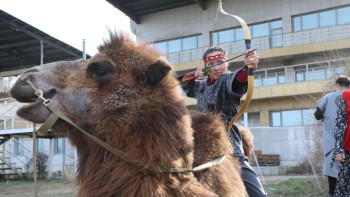 Фотография к новости: Түйе үстінде 10 секундта 4 нысана: Алматы ипподромында әлемдік рекорд орнатылды