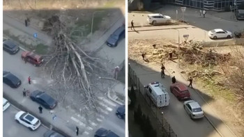 Фотография к новости: Алматыда алып ағаш құлап, жол қозғалысы уақытша тоқтады