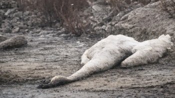 Фотография к новости: Ақтау маңында аққулардың жаппай қырылуы тіркелді