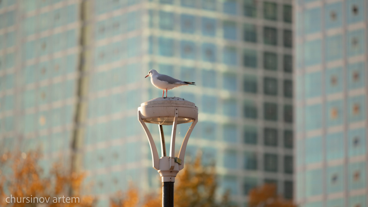  ©BAQ.KZ архиві/Артем Чурсинов