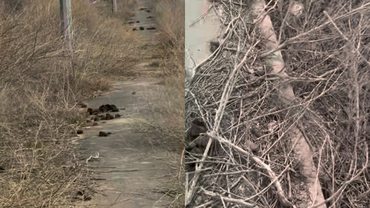  видеодан скриншот