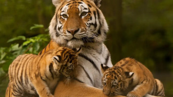 Фотография к новости: Алматы хайуанаттар бағында амур жолбарыстарының үш күшігі дүниеге келді