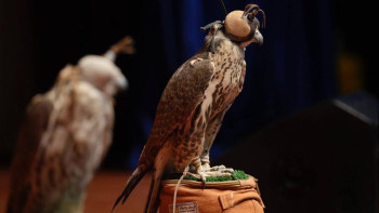 Фотография к новости: "Алтын-Емелде" сирек кездесетін ителгілер табиғатқа жіберілді