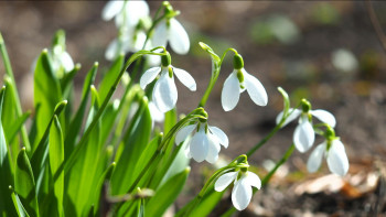 Фотография к новости: +29°С: Бүгін қай өңірде күн ысып, қай жерде жаңбыр жауады?