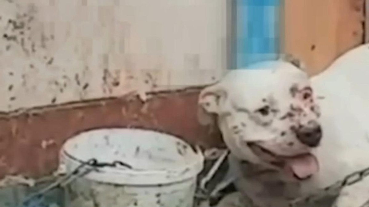  видеодан алынған кадр