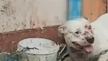 Фотография к новости: Итін күрекпен ұрған әйел полицияға да бағынбады: Іс қозғалды